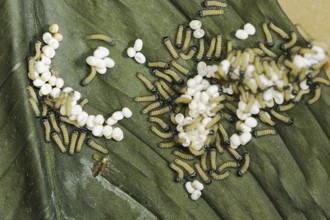 Ailanthus silkmoth (Samia cynthia), eggs and freshly hatched caterpillars, occurring in Asia