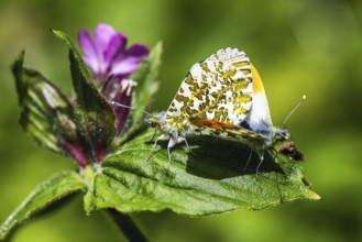 Pair of Orange-tip, Orange Tip, Anthocharis cardamines, butterflies during copulation