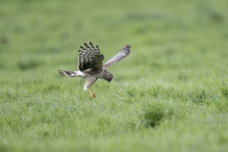 Hen harrier (Circus cyaneus), Emsland, Lower Saxony, Germany, Europe