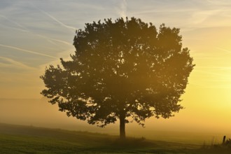 English oak (Quercus robur) in a meadow in the morning light in autumn, Lower Rhine, North