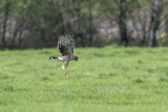 Hen harrier (Circus cyaneus), Emsland, Lower Saxony, Germany, Europe