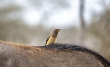 Yellow-billed oxpecker (Buphagus africanus) on the back of a african buffalo (Syncerus caffer