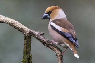 Hawfinch (Coccothraustes coccothraustes), Emsland, Lower Saxony, Germany, Europe