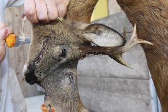 European roe deer (Capreolus capreolus) butcher, butcher processes shot roebuck, Lower Austria,