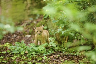 Eurasian lynx (Lynx lynx) youngster standing in a forest, Bavaria, Germany, Europe