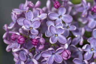 Lilac (Syringa), Close up, Bavaria, Germany, Europe