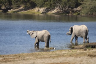 Elephant young, Loxodentra africana, is drinking behind a Nile crocodile while standing in the