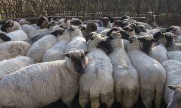 Crowded black-headed domestic sheep (Ovis gmelini aries) in a pen, Mecklenburg-Western Pomerania,