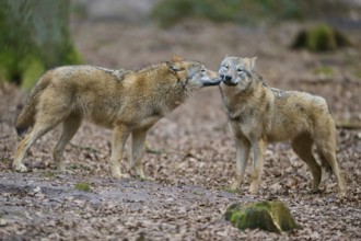Wolf (Canis lupus), two wolves face each other in the forest, surrounded by foliage on the ground,