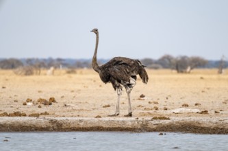 Common ostrich (Struthio camelus), adult female, at the waterhole, Nxai Pan National Park,