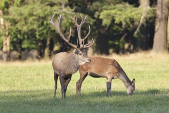 Red deer (Cervus elaphus) in rutting season, capital stag with doe in a forest clearing, wildlife,