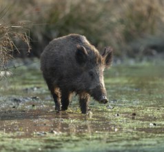 Wild boar, wild boar (Sus scrofa) standing in a pond, Germany, Europe