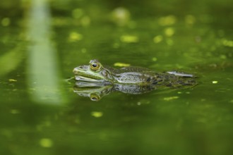Edible frog (Pelophylax esculentus) in a little lake in the water, Bavaria, Germany, Europe