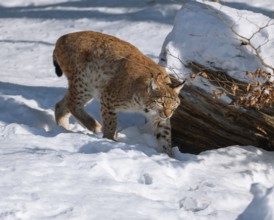 Lynx (Lynx lynx), running through snow, Germany, Europe