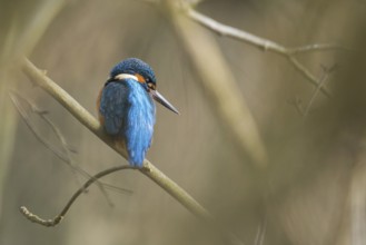 A kingfisher (Alcedo atthis) sits on a branch in its natural environment and displays its
