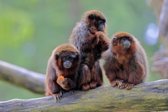 Coppery titi (Plecturocebus cupreus, Syn.: Callicebus cupreus), three coppery titi, group, feeding,