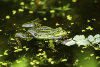 Edible frog (Pelophylax esculentus) in a little lake in the water, Bavaria, Germany, Europe