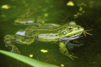 Edible frog (Pelophylax esculentus) in a little lake in the water, Bavaria, Germany, Europe