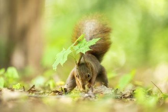 Red squirrel (Sciurus vulgaris) in a forest, Bavaria, Gernany