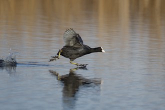 Eurasian coot (Fulica atra) adult bird running on water on a lake, England, United Kingdom, Europe