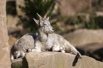 Bharal (Pseudois nayaur), lying on a rock on a sunny day in spring, captive, Germany, Europe
