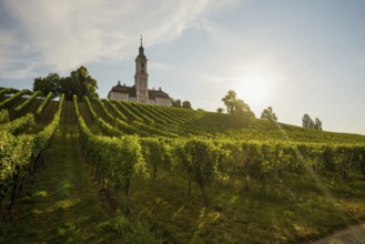 Birnau pilgrimage church and vineyards, sunrise, Uhldingen-Mühlhofen, Lake Constance,