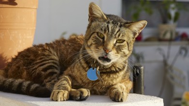 Tabby cat lying relaxed next to a terracotta pot in the sunlight, cat, Pyles, west coast, mountain