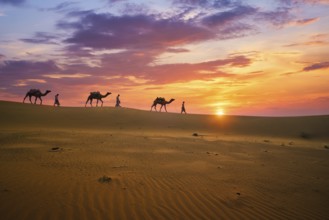 Indian cameleers camel drivers bedouin with camel silhouettes in sand dunes of Thar desert on