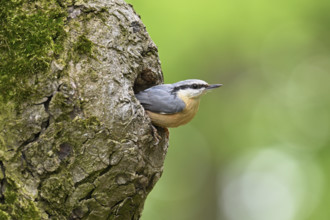 Nuthatch (Sitta europaea), looking out of its breeding den in the Neusiedler National Park,