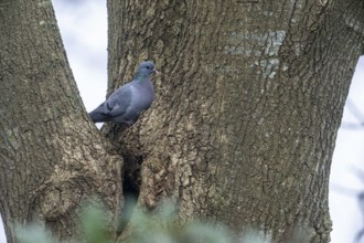 Stock Dove (Columba oenas), Emsland, Lower Saxony, Germany, Europe