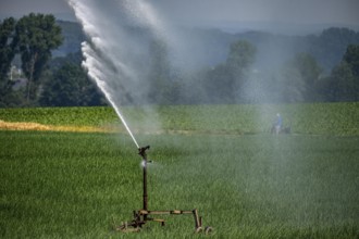 A field with onions is artificially irrigated, water is sprayed onto the field via a sprinkler