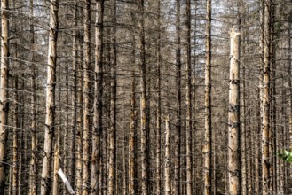Dead spruce forest in the Eggegebirge, near Lichtenau, Paderborn district, North Rhine-Westphalia,