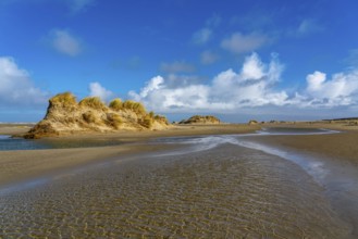 Dune landscape, sand dunes, dune grass in the west of Borkum, island, East Frisia, winter, season,