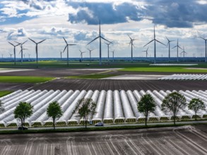 Agriculture, large areas with foil tunnel, for the cultivation of strawberries, freshly cultivated