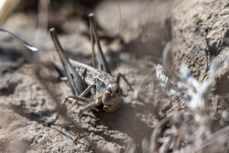 Grasshopper, Naryn Province, Kyrgyzstan, Asia