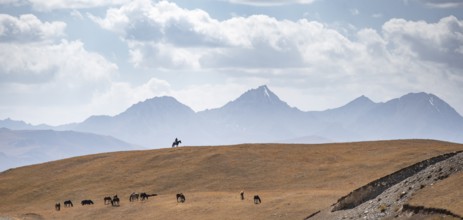 Shepherd on a horse with herd of horses, high mountain peaks behind, Burkhan Valley, Terskey