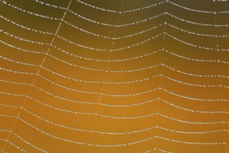 Dewdrops on a spider's web, Switzerland, Europe