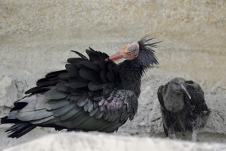 Northern Bald Ibis (Geronticus eremita) with chicks in the nest, Austria, Europe