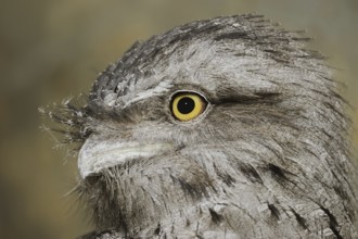 Tawny frogmouth (Podargus strigoides), portrait, captive, occurrence in Australia