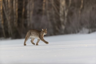 One young male Eurasian lynx, (Lynx lynx), walking over a snow covered meadow with a forest in the