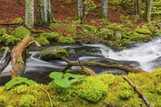 Kleine Ohe creek below Waldhaeuser village in the Bavarian Forest Nationalpark. Flowing water,