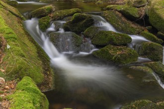 Kleine Ohe creek below Waldhaeuser village in the Bavarian Forest Nationalpark. Flowing water,