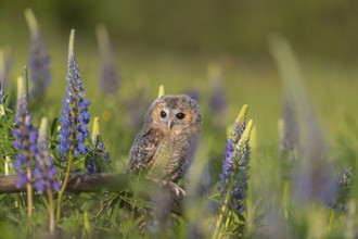 One young Ural owl (Strix uralensis) sitting on a branch lying in a field of flowering lupines in
