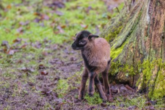 A Cameroon or Cameroon Dwarf sheep lamb, Ovis gmelini aries, standing in a forest