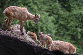 Two female Himalayan tahr (Hemitragus jemlahicus) stands on a rock with a group of young. In the