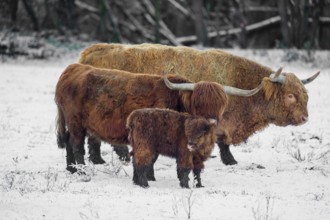 A family of Highland cattle (Bos primigenius), a bull, a cow and a calf are standing at the edge of