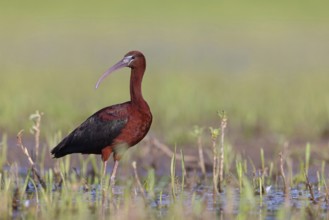 Glossy ibis (Plegadis falcinellus), Floating Hide fixed, Everglades NP, Florida, USA, North America