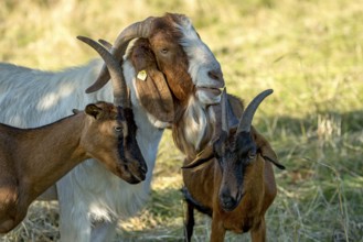 Goats (Capra), Boer goats, goats courting buck with long beard, scent, pasture with dry grass,
