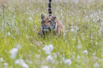 One young female Siberian Tiger, Panthera tigris altaica, running thru tall fresh cottongrass.