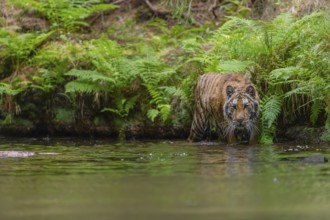 One young female Siberian Tiger, Panthera tigris altaica, walking thru the cool fresh water of a